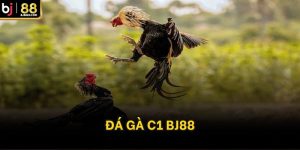 đá gà c1 bj88