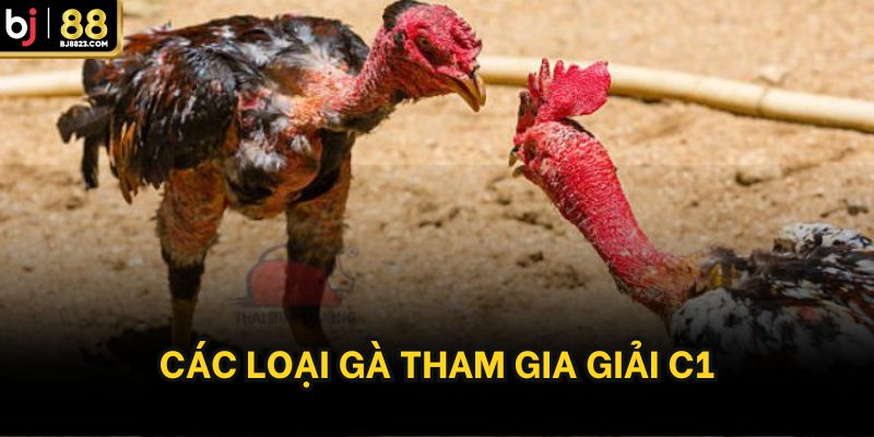 Các loại gà tham gia giải đấu C1