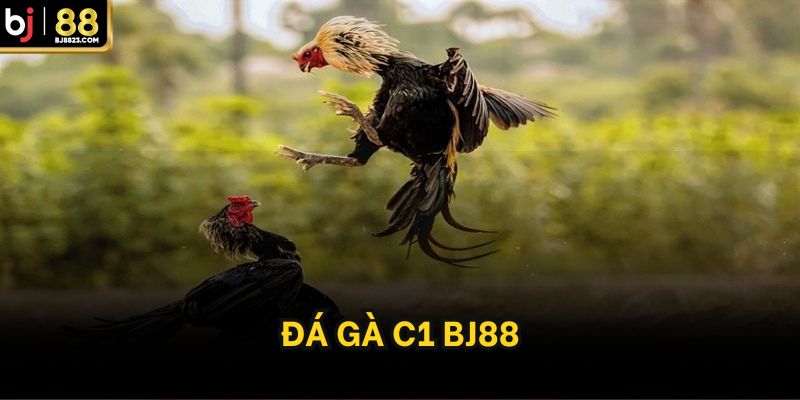 đá gà c1 bj88