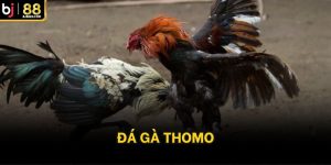 đá gà thomo bj88