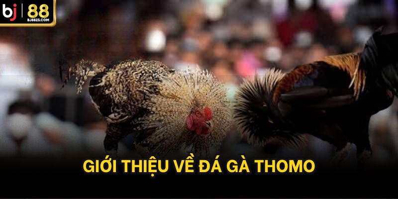 Giới thiệu về đá gà thomo