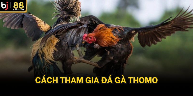 Cách tham gia đá gà thomo