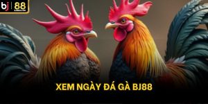 Xem ngày đá gà bj88